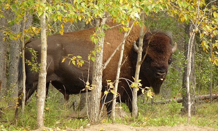 bison américain des bois