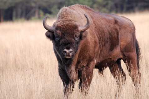 bison européen